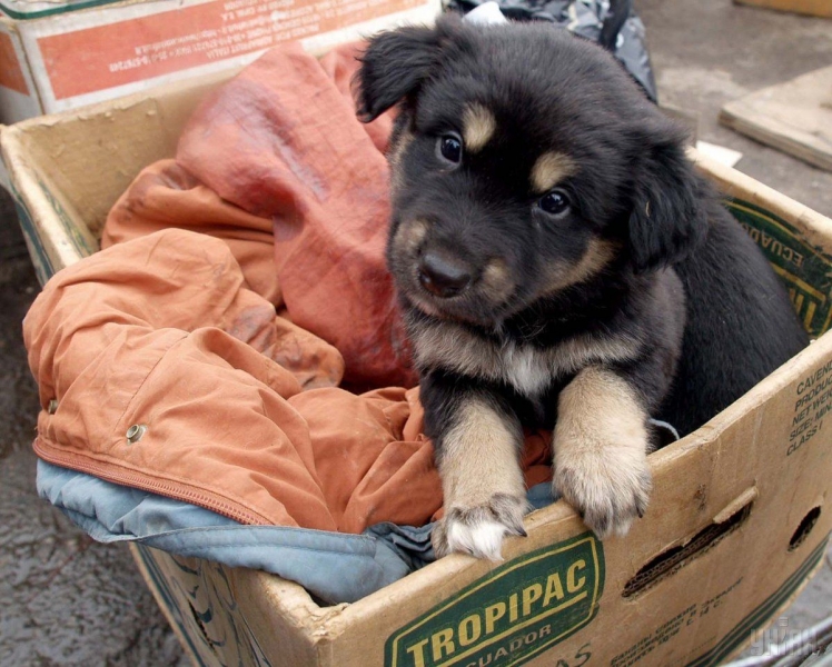 "Никто не запретит убить": в Одесской области подросток-живодер жестоко расправился со щенком (видео)
