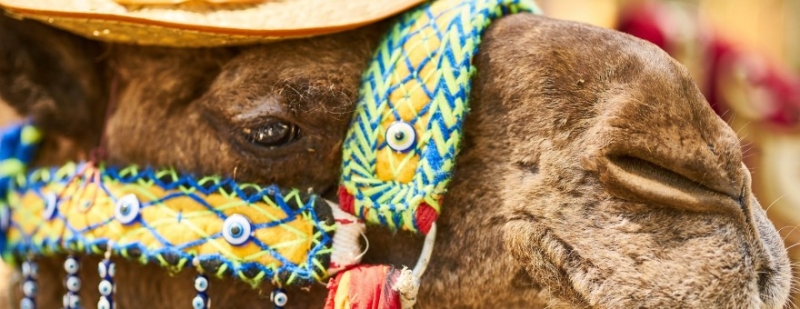 Минимальная цена тура в Египет снизится до 31,5 тысячи рублей после запуска чартеров