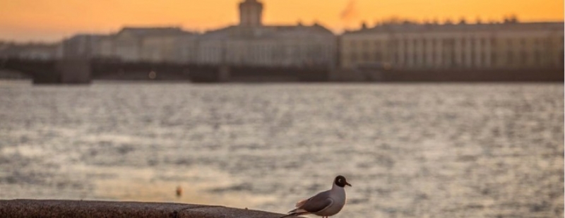 В Петербурге с 8 ноября вводятся дополнительные антиковидные ограничения