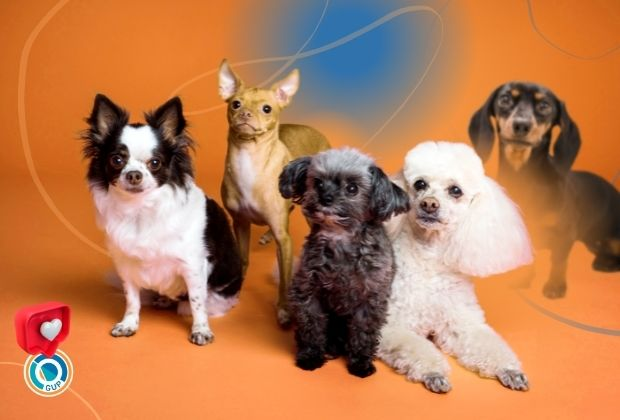 В Украине специализированная площадка GUP.UA стремительно набирает популярность среди владельцев домашних животных