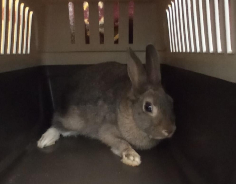 Чуть не попал под пресс мусоровоза: под Одессой дворник нашел под горой мусора живого кролика (видео)