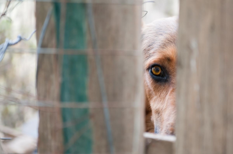 Суд отпустил полицейского, который наколол собаку на вилы и бросил в костер
